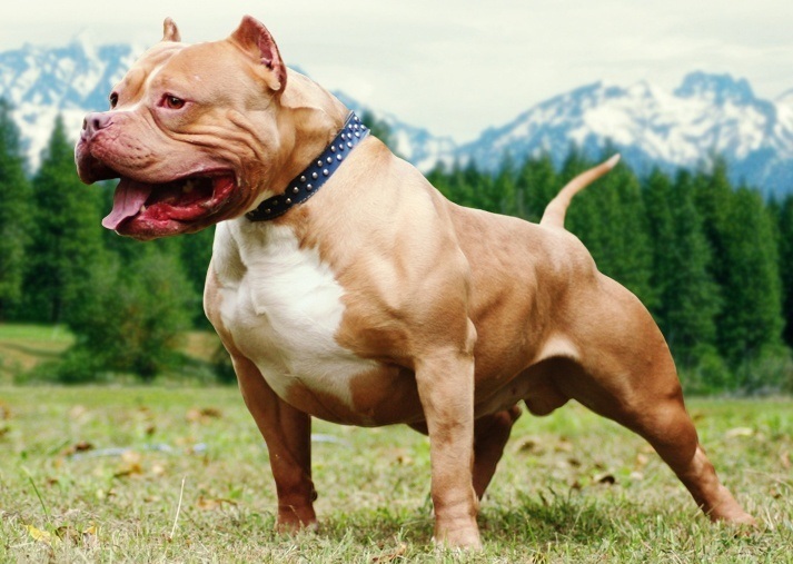 chó pitbull - Những giống chó cảnh đẹp nhất | Loài chó đẹp nhất thế giới