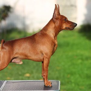 Chó-phốc-hươu-Miniature-Pinscher-2