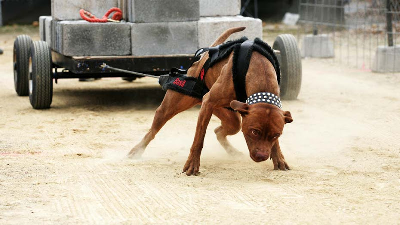 Chó Pitbull Đẹp Nhất Thế Giới -Tiêu Chí Của 1 Em Pitbull Chuẩn Và Đẹp