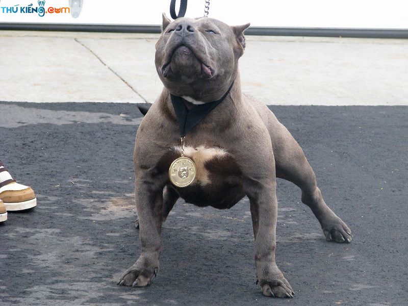 Chó American Pitbull - Tìm hiểu nguồn gốc, đặc điểm và giá bán chó Pitbull