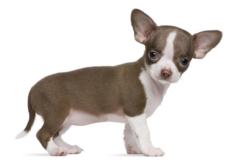 Chó Chihuahua - Chihuahua - Đặc điểm, cách nuôi và giá bán chó Chihuahua