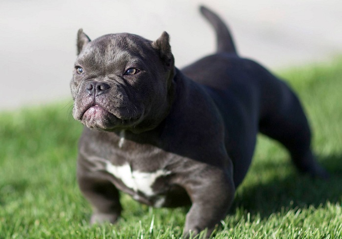 Chó Pitbull Đẹp Nhất Thế Giới -Tiêu Chí Của 1 Em Pitbull Chuẩn Và Đẹp