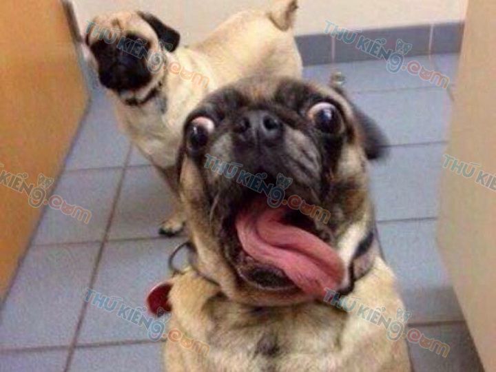 Chú cún xinh đẹp mặt xù xì.  Hình ảnh khuôn mặt đẹp nhất của Shaggy Pug
