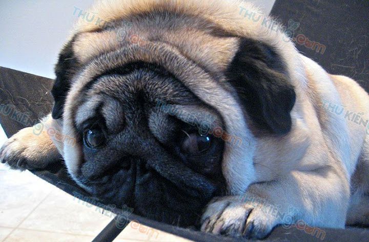 Chú chó pug dễ thương với khuôn mặt thô kệch.  Hình ảnh Pug mặt xù đẹp nhất