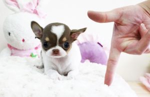 Chó Chihuahua-mini-teacup-1