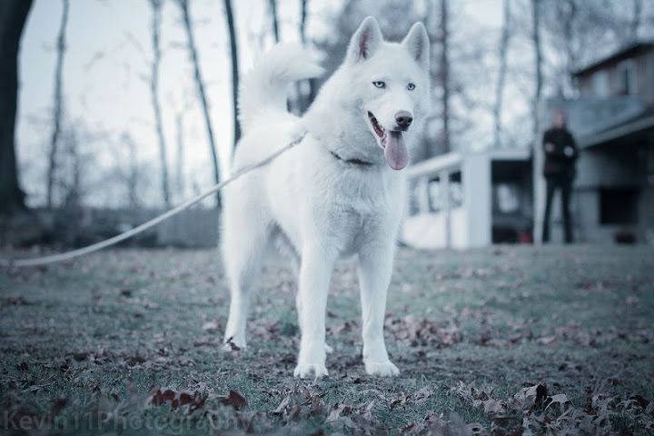 Chó Husky Màu Trắng Tuyết. Ảnh Chó Husky Trắng Đẹp Trên Thế Giới