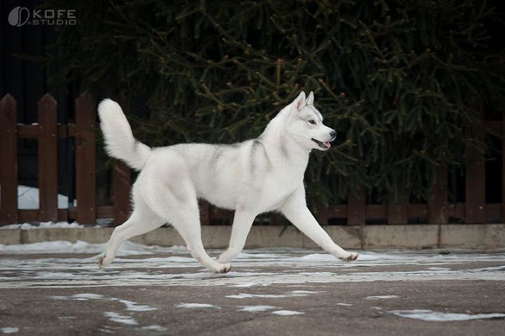 Chó Husky Màu Trắng Tuyết. Ảnh Chó Husky Trắng Đẹp Trên Thế Giới