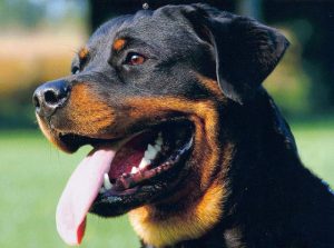 Chó Rottweilert thuần chủng -1