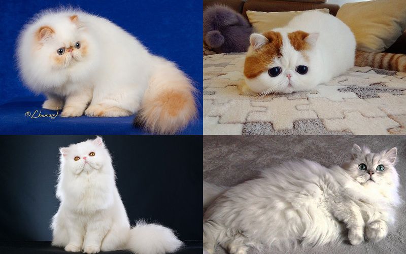Các giống mèo ba tư: Mèo Exotic, himalaya, chinchilla