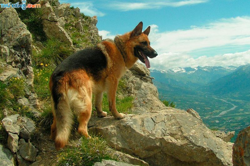 Chó Becgie Đức, German Shepherd - "Quốc Khuyển" lừng danh của Đức