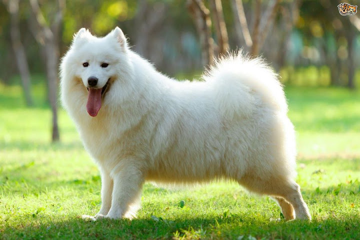 chó samoyed - Những giống chó cảnh đẹp nhất | Loài chó đẹp nhất thế giới