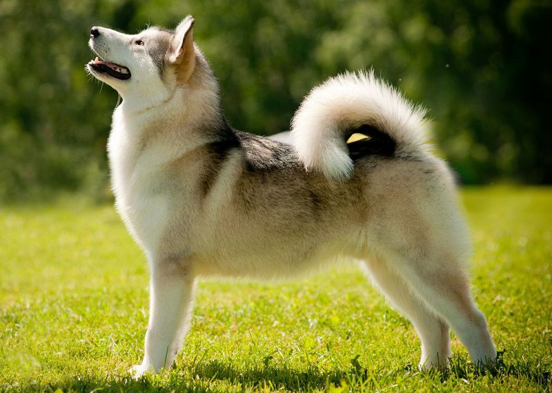 Chó Alaska đẹp cần có các tiêu chuẩn gì?