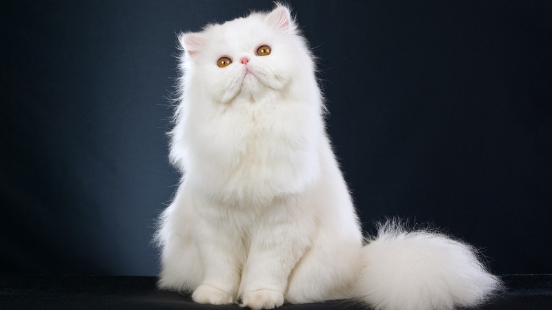 Giống mèo Ba Tư truyền thống, mèo ba tư mặt tịt