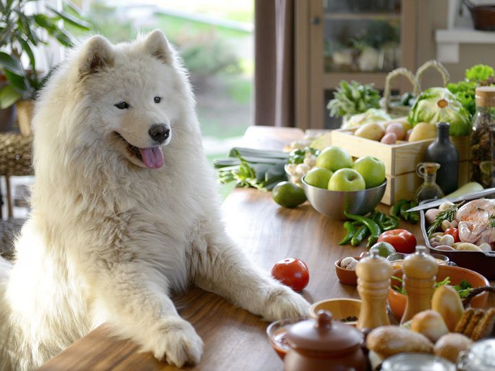 Chó Samoyed ăn gì? Thức ăn cho chó Samoyed. Thực đơn cho Samoyed
