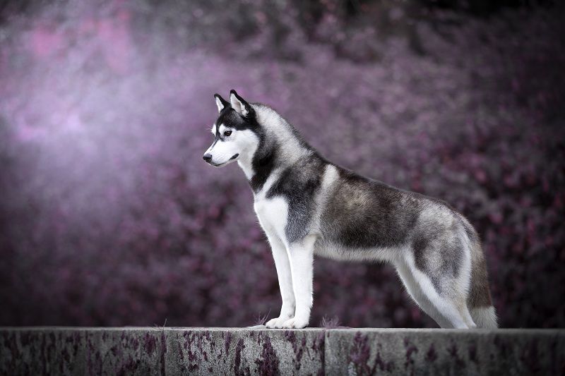 Chó Sói Tuyết Husky Siberian. Đặc Điểm và Nguồn Gốc Chó Husky