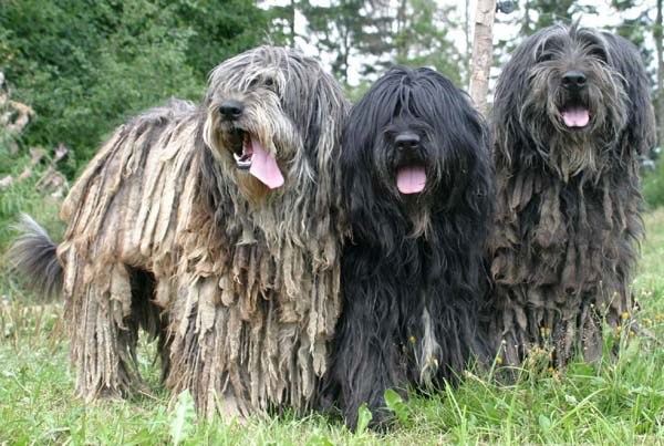 Các giống chó lông xù đẹp nhất: chó Nhật lông xù, poodle, phốc sóc, Bắc Kinh