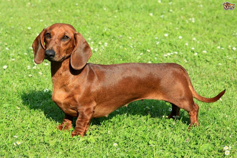 Các giống chó chân ngắn (chó chân lùn): Dachshund, Corgi và Basset Hound