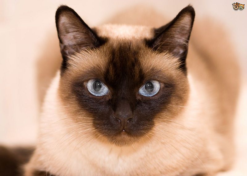 Mèo Xiêm. Mua mèo Xiêm giá bao nhiêu? Bán mèo Xiêm ở Hà Nội và TPHCM