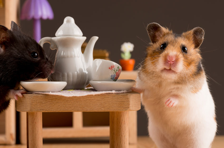 Cách nuôi Hamster. Các vật dụng và thức ăn cho chuột Hamster