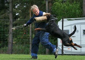 Cách huấn luyện chó Rottweiler Con-2