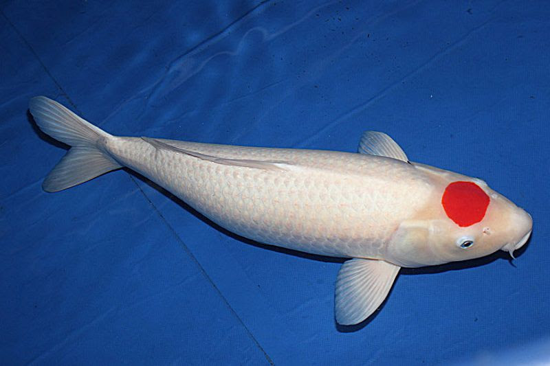 Cá Koi Hay Cá Chép Koi Nhật Bản. Tiêu Chuẩn Cá Koi Chuẩn Đẹp