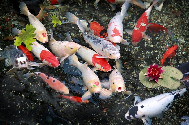 Cá Koi hay Cá chép Koi Nhật Bản. Tiêu chuẩn cá koi chuẩn đẹp