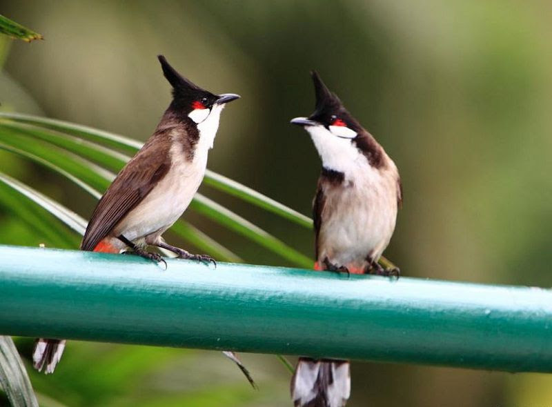 20 các loài chim cảnh nhỏ thường nuôi trong nhà ở Việt Nam