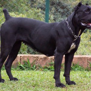 Chó Ngao Ý Cane Corso-1