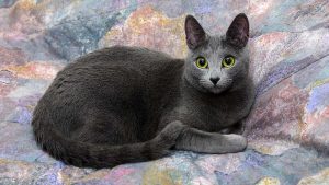 Cat breed Russian Blue with fabulous ears and blueish fur.