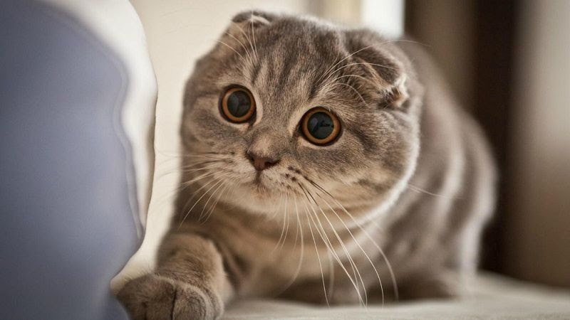 Giá Mèo Tai Cụp - Scottish Fold. Giá Mua, Bán Mèo Tai Cụp Thuần Chủng