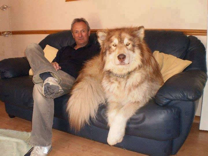 Giá chó Alaska Giant - chó Alaska khổng lồ. Mua bán chó Alaska Giant