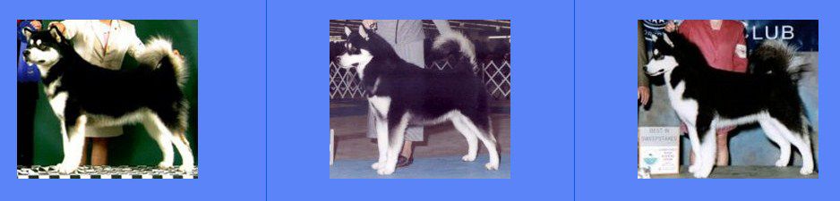 Ảnh Alaska đen trắng Cách nhận biết chó Alaska thuần chủng
