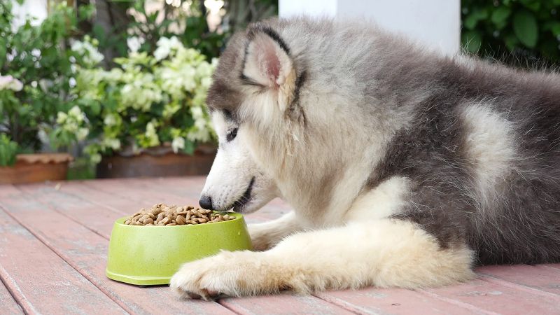 Chó Alaska ăn gì? Thức ăn khô cho chó Alaska. Thức ăn cho Alaska con