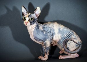 Sphynx cat-4 mèo không lông