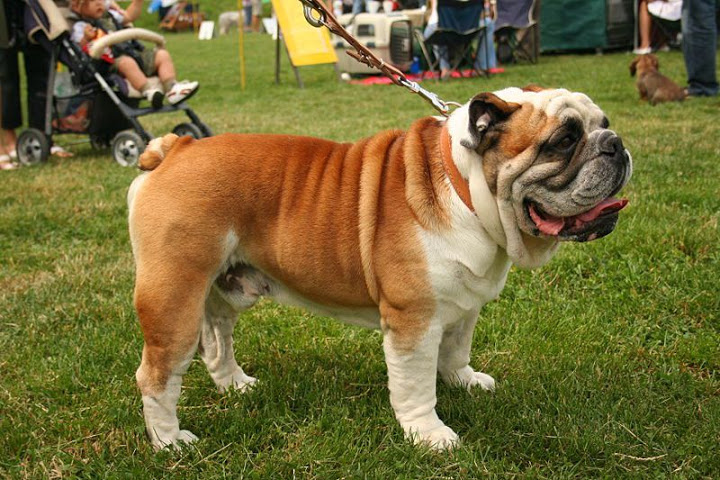 Chó Bulldog Anh - Đặc điểm, tính cách chó Bulldog. Giá bán chó Bulldog