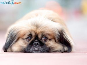 Cách nuôi và thức ăn cho chó Bắc Kinh