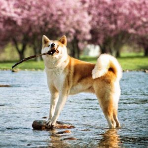Chó Akita Inu-4