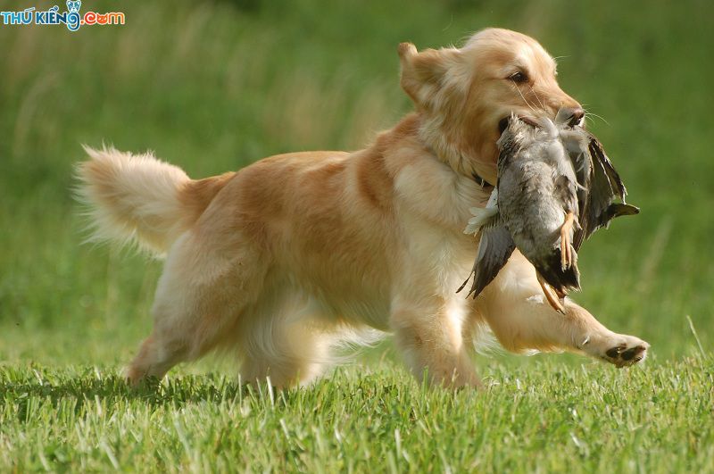 Giống Chó Golden Retriever. Chó Gâu Đần - Ưu Điểm và Nhược Điểm