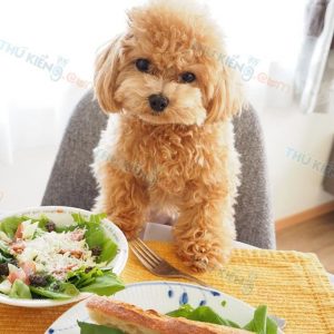Thức ăn cho chó Poodle-3