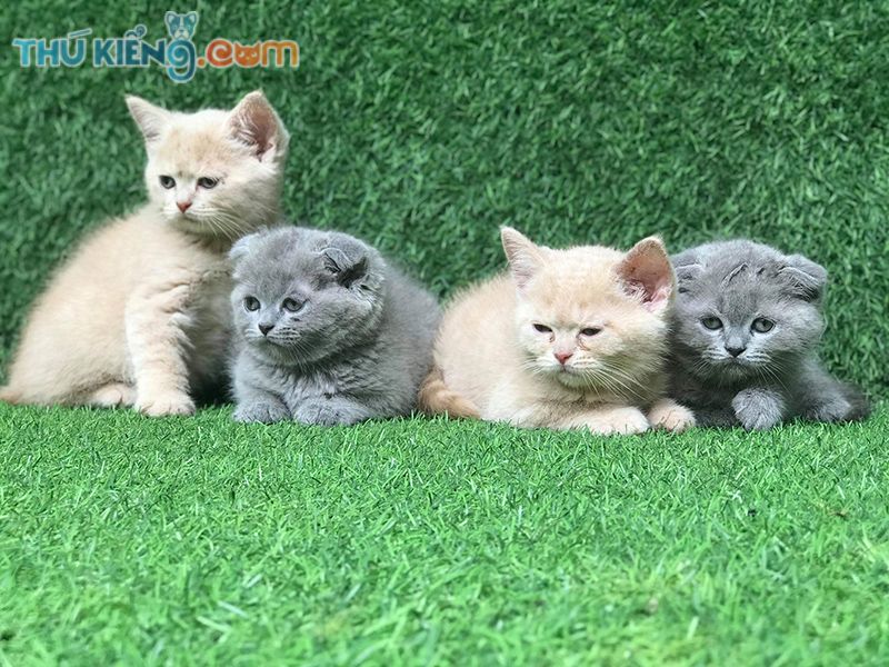 mèo Anh Lông Dài (ALD) siêu xinh