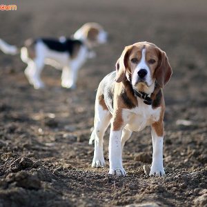 Giống chó Beagle -2