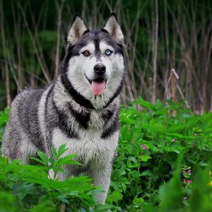 Chó Husky Sibir thuần chủng