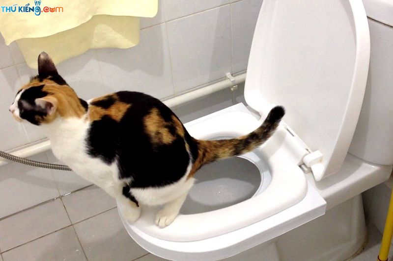 Cách dạy mèo đi vệ sinh đúng chỗ. Dạy mèo đi vệ sinh vào bồn cầu