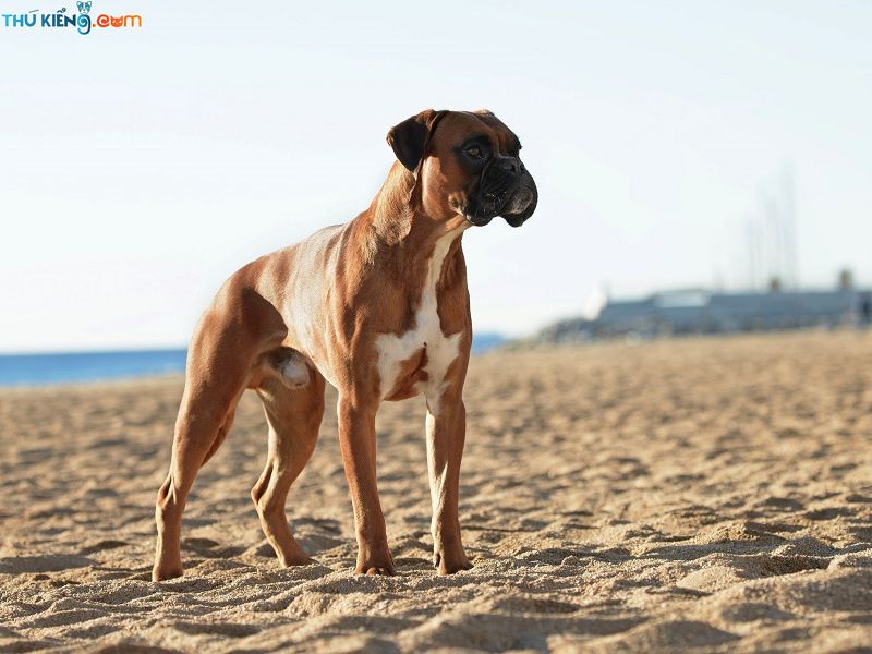 Chó Boxer, Chó Võ Sĩ - "Chiến binh dũng mãnh" trong thế giới loài chó