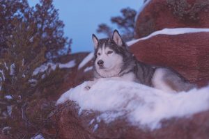 Giống chó Alaska thuần chủng-2