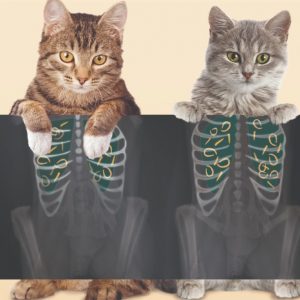 Lịch tẩy giun cho mèo con-3