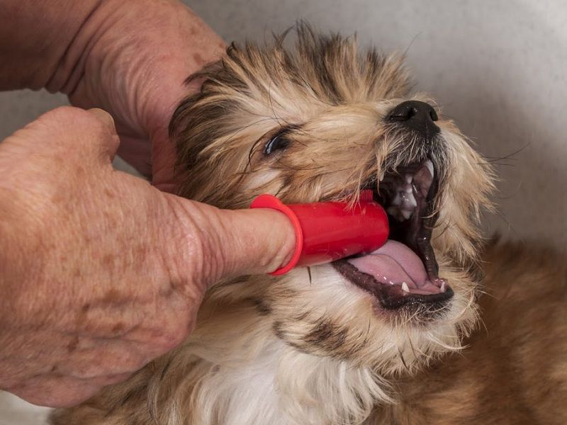 Cách làm sạch răng cho chó.  Giá kem đánh răng, bàn chải đánh răng cho chó