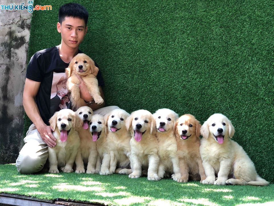 Mua chó Golden giá bao nhiêu tiền? Giá bán chó Golden Hà Nội, TPHCM