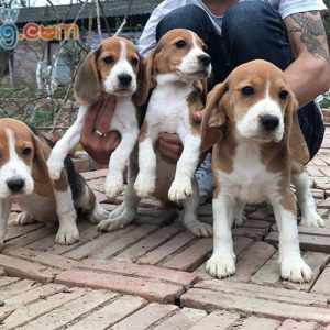 Đàn Beagle nhập Thái siêu đẹp