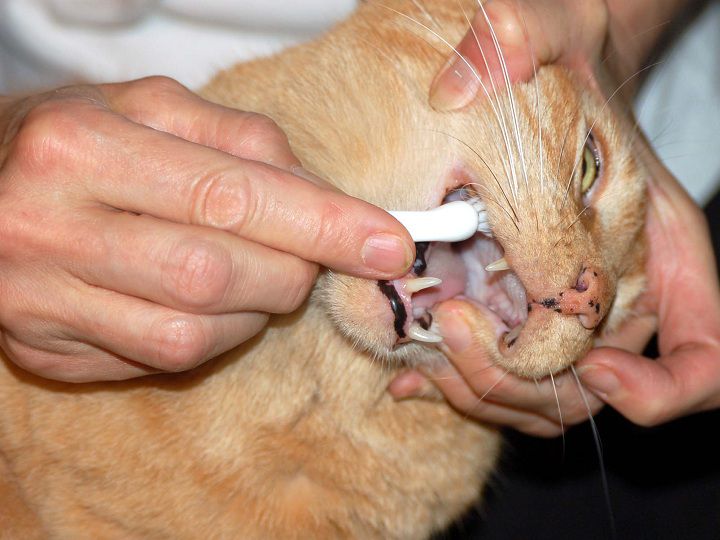 Cách đánh răng cho mèo. Cách chọn bàn chải, kem đánh răng cho mèo